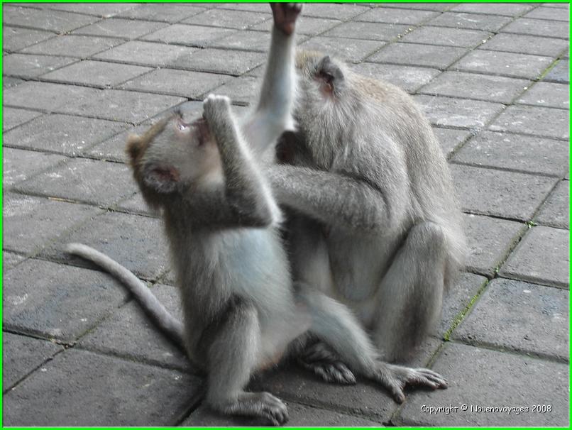 MACAQUES 