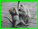 MACAQUES 