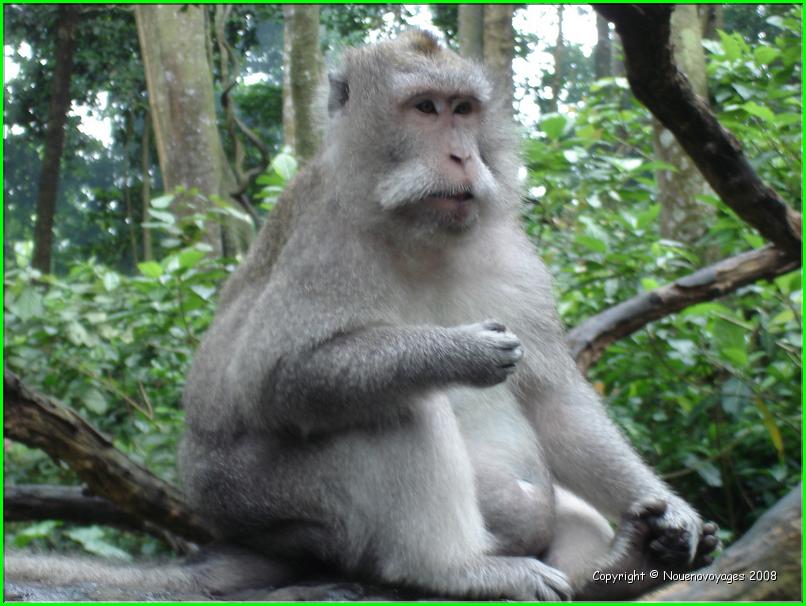 MACAQUE 