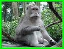 MACAQUE 