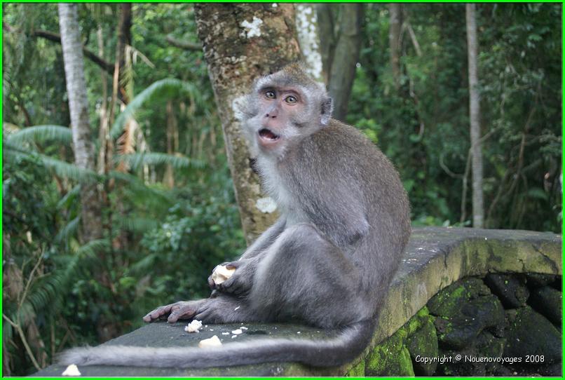 MACAQUE 