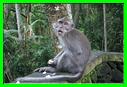 MACAQUE 