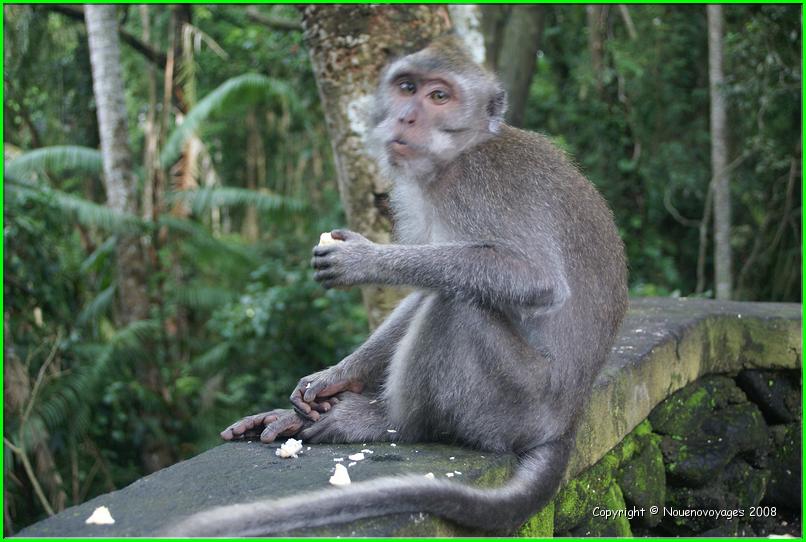MACAQUE 