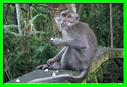 MACAQUE 