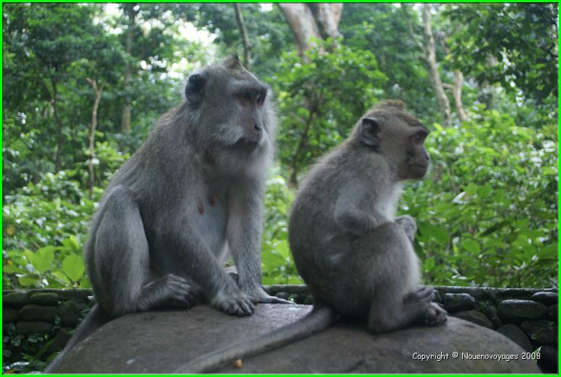 MACAQUES 