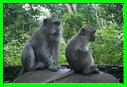 MACAQUES 