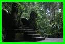 MONKEY FOREST 